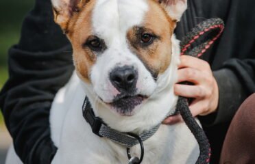 Dovanojamas šuo Linksmakalnyje – Arčis