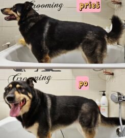 Šunų ir kačių kirpimas