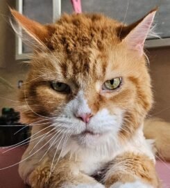 Šunų ir kačių kirpimas