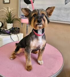 Šunų ir kačių kirpimas