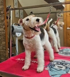 Šunų ir kačių kirpimas