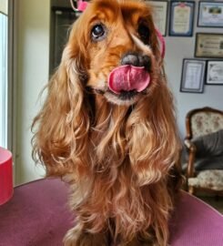 Šunų ir kačių kirpimas