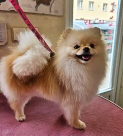 Šunų ir kačių kirpimas