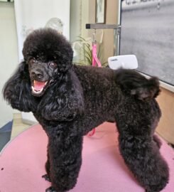 Šunų ir kačių kirpimas