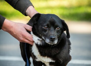 Dovanojamas šuo Linksmakalnyje – Avansas