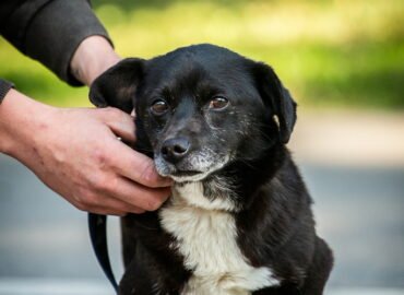 Dovanojamas šuo Linksmakalnyje – Avansas