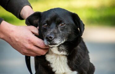 Dovanojamas šuo Linksmakalnyje – Avansas