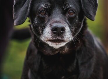 Kalytė ieško namų Linksmakalnyje – Azija