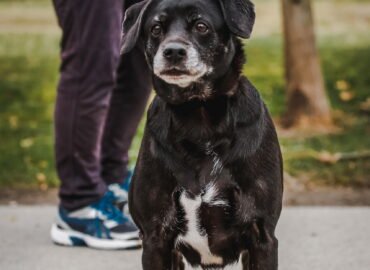 Kalytė ieško namų Linksmakalnyje – Azija