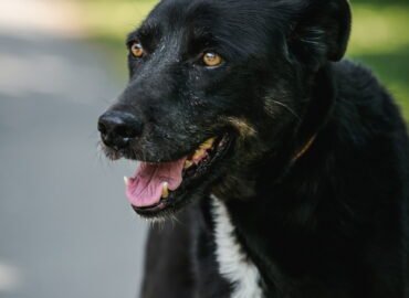 Šuo ieško namų Linksmakalnyje – Baira