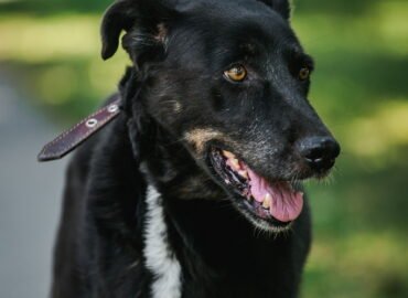 Šuo ieško namų Linksmakalnyje – Baira