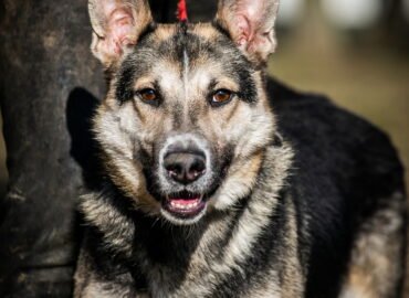 Dovanojamas šuo Linksmakalnyje – Baksas