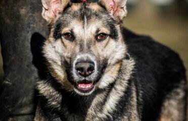 Dovanojamas šuo Linksmakalnyje – Baksas