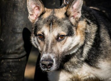 Dovanojamas šuo Linksmakalnyje – Baksas