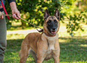 Dovanojamas šuo Linksmakalnyje – Balalaika
