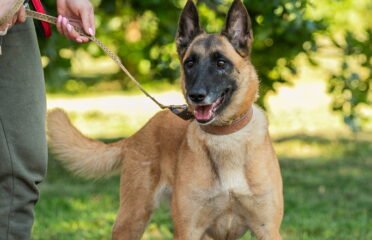 Dovanojamas šuo Linksmakalnyje – Balalaika