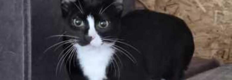 Dovanojama katė Mažeikiuose