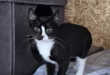 Dovanojama katė Mažeikiuose