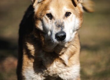 Dovanojamas šuo Linksmakalnyje – Bardakas