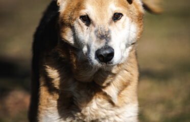 Dovanojamas šuo Linksmakalnyje – Bardakas