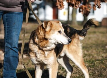 Dovanojamas šuo Linksmakalnyje – Bardakas