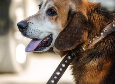 Šuo ieško namų Linksmakalnyje – Bėjus