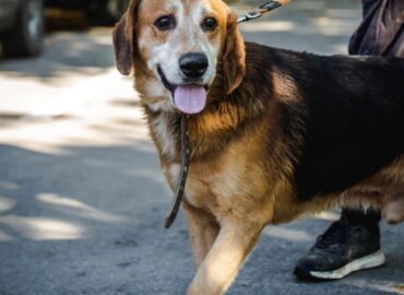 Šuo ieško namų Linksmakalnyje – Bėjus