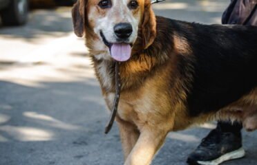 Šuo ieško namų Linksmakalnyje – Bėjus