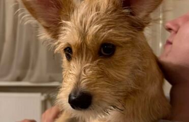 Dovanojama kalytė Šiauliuose – Bela