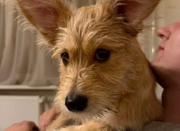 Dovanojama kalytė Šiauliuose – Bela