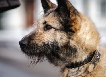 Dovanojamas šuo Linksmakalnyje – Blitz