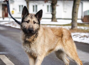 Dovanojamas šuo Linksmakalnyje – Blitz