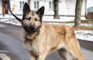 Dovanojamas šuo Linksmakalnyje – Blitz