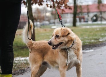 Šuo ieško namų Linksmakalnyje – Bobikas