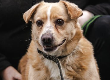 Šuo ieško namų Linksmakalnyje – Bobikas