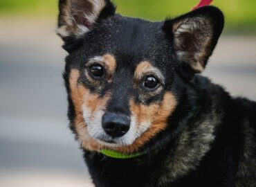 Dovanojamas šuo Linksmakalnyje – Bobo Gufis