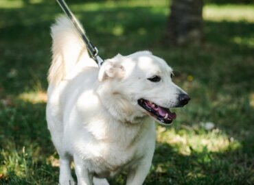 Šuo ieško namų Linksmakalnyje – Boltas