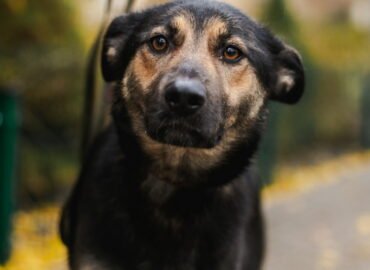 Dovanojamas šuo Linksmakalnyje – Bona