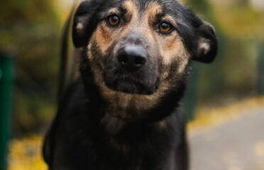 Dovanojamas šuo Linksmakalnyje – Bona