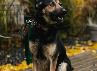 Dovanojamas šuo Linksmakalnyje – Bona