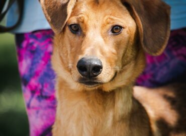 Šuo ieško namų Linksmakalnyje – Braunis