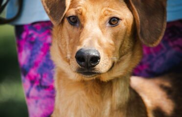 Šuo ieško namų Linksmakalnyje – Braunis