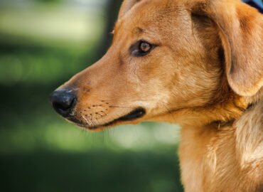 Šuo ieško namų Linksmakalnyje – Braunis