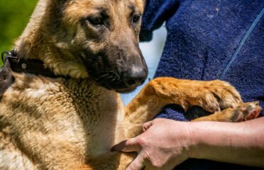 Kalytė ieško namų Linksmakalnyje – Brita