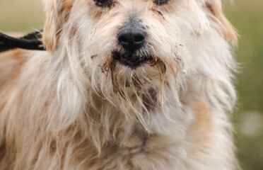 Šuo ieško namų Linksmakalnyje – Bruknius