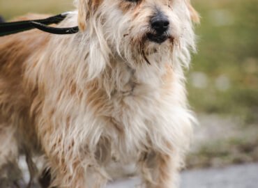 Šuo ieško namų Linksmakalnyje – Bruknius