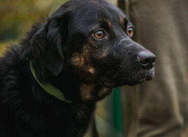 Dovanojamas šuo Linksmakalnyje – Bubu