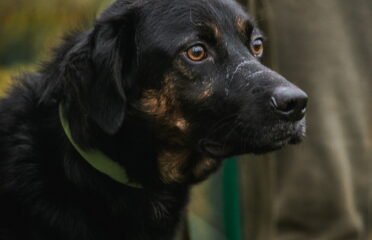 Dovanojamas šuo Linksmakalnyje – Bubu