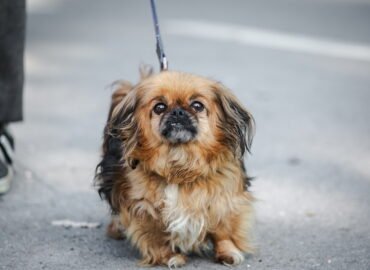 Dovanojamas šuo Linksmakalnyje – Bučka