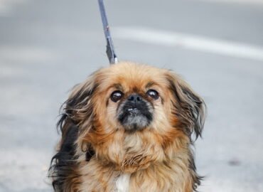 Dovanojamas šuo Linksmakalnyje – Bučka